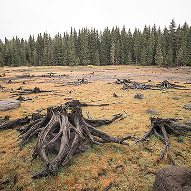 Deforestation in a grove of trees